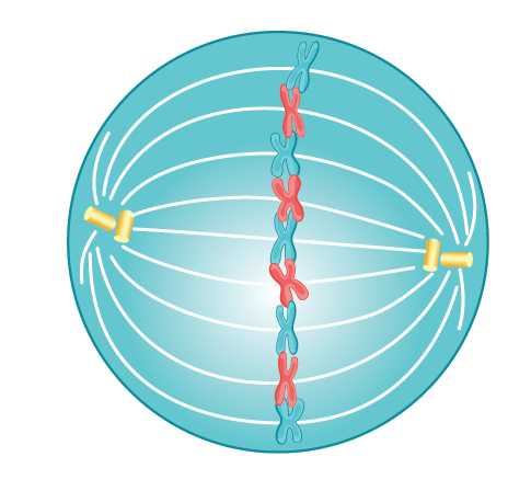 metaphase of mitosis